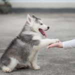 croquettes naturelles pour chien