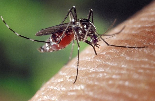 L’insecticide moustique : pour aller plus loin