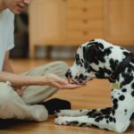 Les bienfaits des croquettes sans céréales pour votre chien