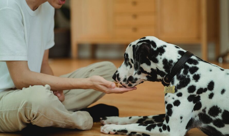 Découvrez comment les croquettes sans céréales améliorent la santé de votre chien ?