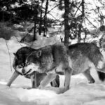 Observer des loups arctiques