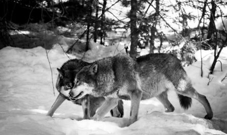 Observer des loups arctiques