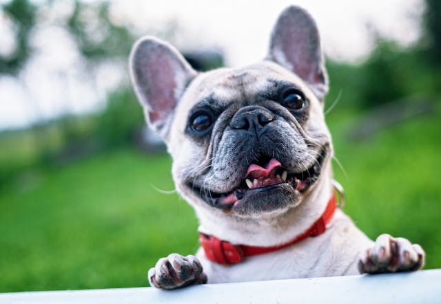 Les avantages des croquettes haut de gamme pour la santé de votre chien