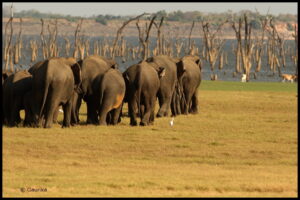 éléphants en Kaudulla