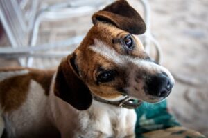 Alimentation du chiot que lui donner pour assurer une bonne croissance