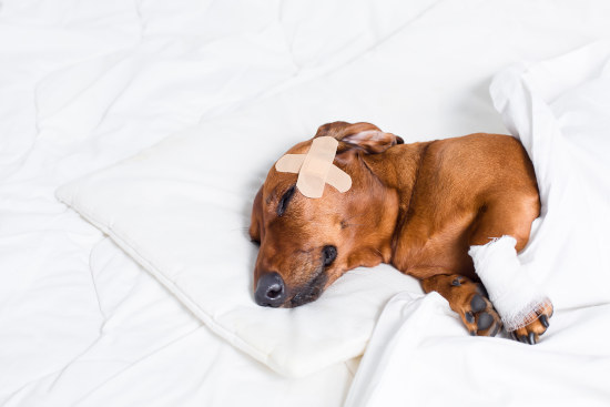 Signes physiques à surveiller chez votre chien