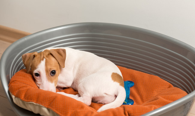 Les signes d’une maladie chez le chien à ne pas négliger