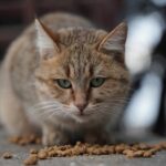 Nutrition féline : pourquoi opter pour des croquettes sans céréales ?
