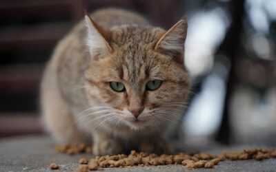 Nutrition féline : pourquoi opter pour des croquettes sans céréales ?