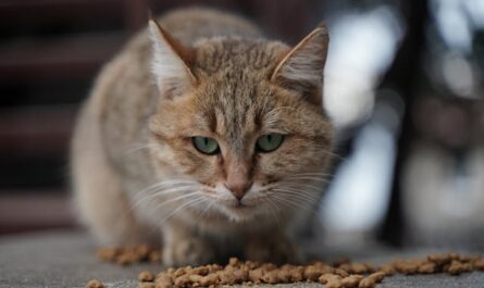 Nutrition féline : pourquoi opter pour des croquettes sans céréales ?