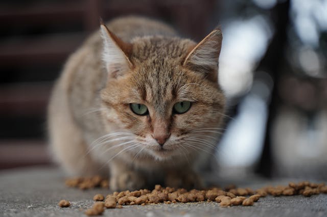 Nutrition féline : pourquoi opter pour des croquettes sans céréales ?