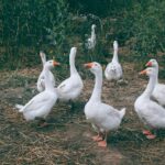 kit mangeoire et abreuvoir volaille
