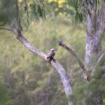 le climat australien